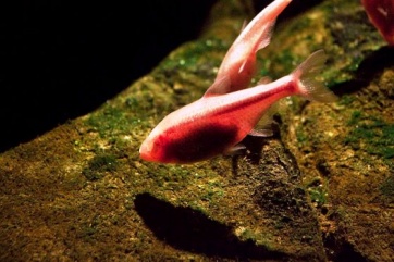 Астианакс мексиканский, или Слепая пещерная рыбка (Astianax Mexicanus)