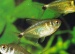 Афиохаракс парагвайский (Aphyocharax paraguayensis)