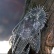Анциструс обыкновенный (Ancistrus dolichopterus) (Размер: L)