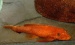 Анциструс супер ред (Ancistrus Sp. Super Red) (Размер: L)