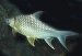 Барбус жемчужный (Hypsibarbus wetmorei, Barbus pierrei) (Размер: 9см)