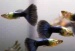 Гуппи голова дракона (Poecilia reticulata) (Размер: M)