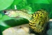 Гуппи кобра зеленая (Poecilia reticulata) (Размер: M)