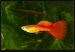 Гуппи красные (пары) (Poecilia reticulata) (Размер: M)