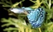 Гуппи синие пестрые (Poecilia reticulata) (Размер: M)