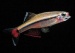 Кардинал (Tanichthys albonubes)