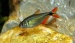 Каудовиттатус золотой (Тетрагоноптерус) (Hemigrammus Caudovittatus Golden)