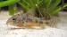 Коридорас крапчатый (Corydoras paleatus)