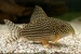 Коридорас Штерба (Corydoras sterbai) (Размер: M)