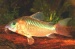 Коридорас золотистый (Corydoras aeneus)