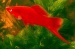 Меченосец красный (Xiphophorus helleri)