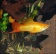 Меченосец золотой (Xiphophorus helleri)