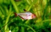 Минор (Hyphessobrycon callistus) (Размер: M)
