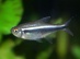 Неон черный (Hyphessobrycon herbertaxelrodi)