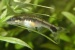 Отоцинклюс витатус (Otocinclus vittatus) (Размер: L)