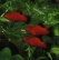Пецилия красная чернохвостая (Xiphophorus maculatus)