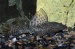 Плекостомус (Hypostomus plecostomus, Plecostomus plecostomus) (Размер: M)