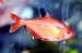 Серпас (Hyphessobrycon serpae) (Размер: M)