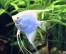 Скалярия платиновая (Pterophyllum scalare)