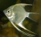 Скалярия серебряная (Pterophyllum scalare) (Размер: M)