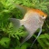 Скалярия золотая (Pterophyllum scalare) (Размер: M)