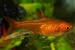 Тетра аманда (Hyphessobrycon amandae)