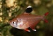 Тетра роза (Hyphessobrycon rosaceus Rosy)